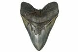 Serrated, Fossil Megalodon Tooth - Beastly Tooth #173890-1